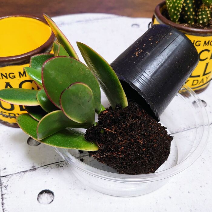 先ずは、土を落とします