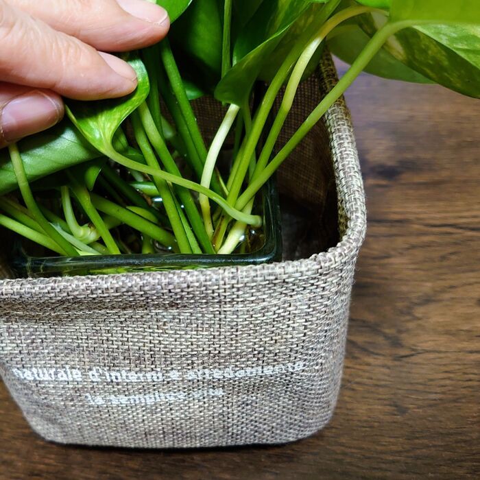 根っこが見えるのは、イマイチという方はカバーに入れれば