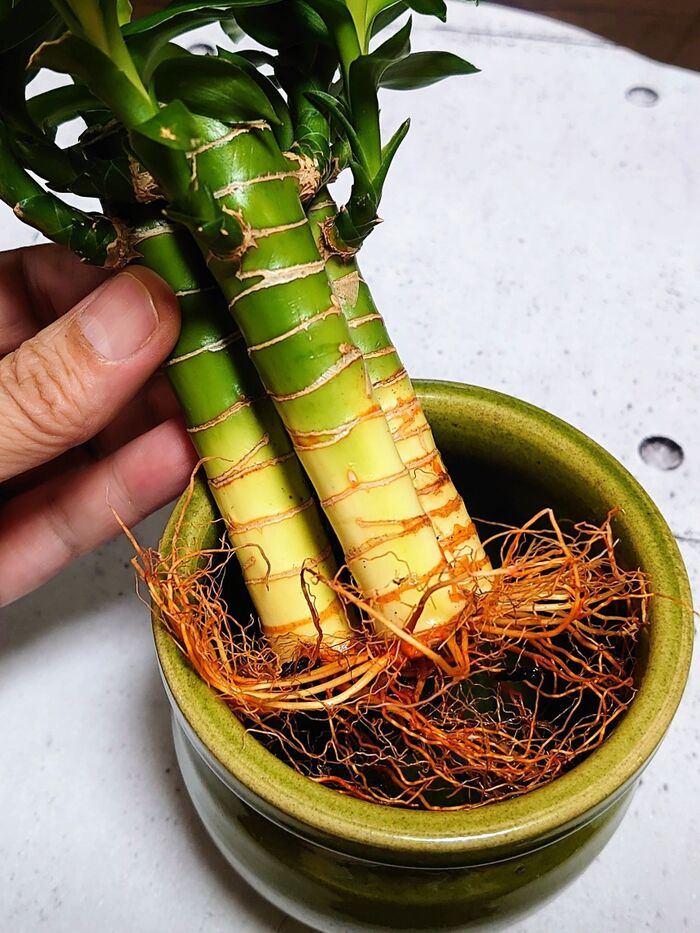 以前購入したバンブーも、元気に育っています