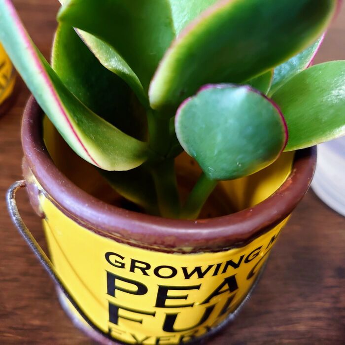 直接入れてもOK