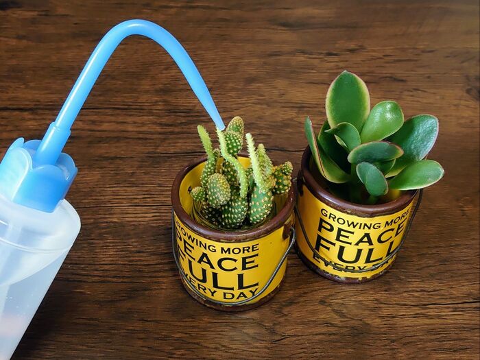 水やりはこんな感じで!