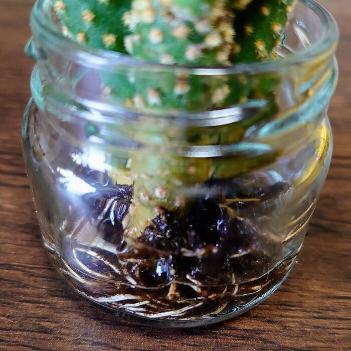 見るみるうちに新しい根っこが生えてくるよ!