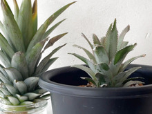 捨てないで!パイナップルのヘタをグリーンインテリアに♪