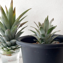 捨てないで!パイナップルのヘタをグリーンインテリアに♪