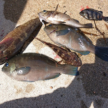 休憩所 襲撃 非魚道的釣果 からの・・・・escabèche