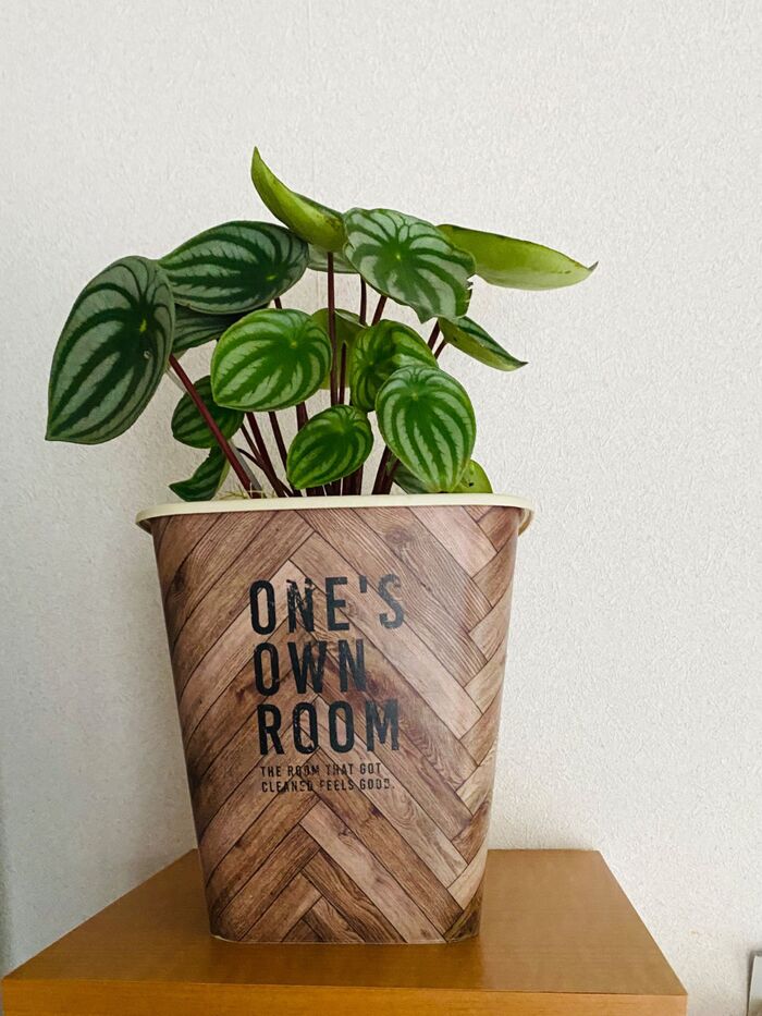 ダストBOXとしては使っていないが、とても活躍中\(^o^)/