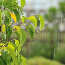 備えて安心!お庭の台風(強風)対策
