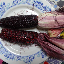 日本初!赤いスイートコーン