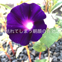 【実験】朝顔で綺麗な色水を作ろう♪