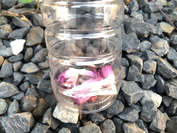 まずはペットボトルにしおれた朝顔の花を入れます