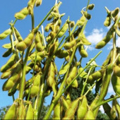 美味しさを閉じ込める!えだまめの保存方法☆