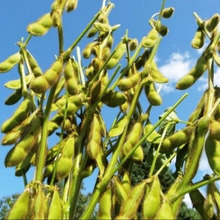 美味しさを閉じ込める!えだまめの保存方法☆