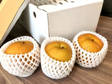 【梨の保存方法】もう迷わない!