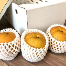 【梨の保存方法】もう迷わない!