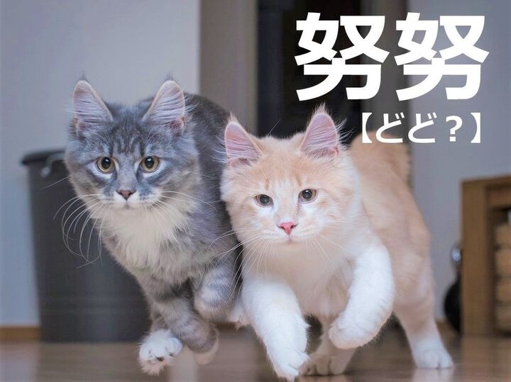 【努努】を「どど」と読むと笑われますヨ!【読めないと恥ずかしい漢字クイズ】