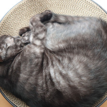 こんなに気に入ってくれるなんて!うちの猫が取り合いになった爪とぎ