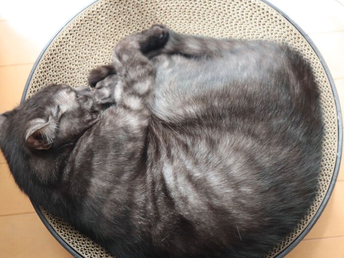 こんなに気に入ってくれるなんて!うちの猫が取り合いになった爪とぎ