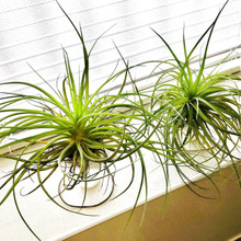 「浮いてる?」【エアプランツ】の自作ディスプレイ