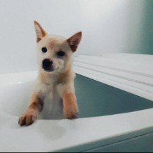 愛犬の身だしなみを整える「グルーミング」アイテム