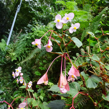 それぞれの非日常 愛孫とあたいの場合 その2【お昼ご飯と散策編】