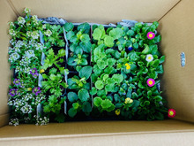 落ち葉拾いで手抜き腐葉土!庭も綺麗になって一石二鳥