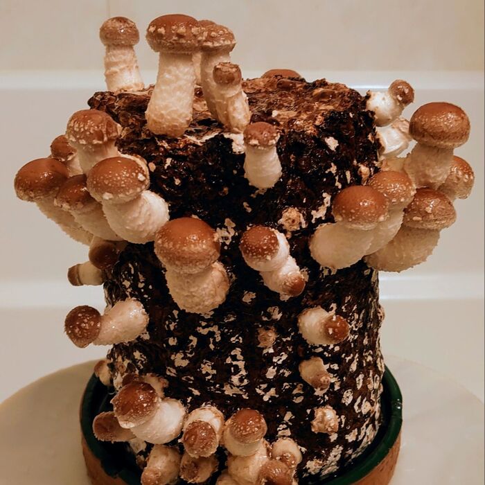 【追記】モコモコ出て来る 🍄栽培キット🍄