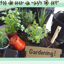 【初心者向け】お庭がなくても野菜ができる「プランター菜園」