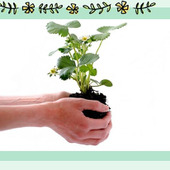 【初心者向け】お庭がなくても野菜ができる「プランター菜園」part3~植え付けと育成~