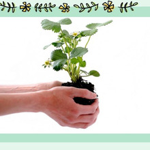 【初心者向け】お庭がなくても野菜ができる「プランター菜園」part3~植え付けと育成~