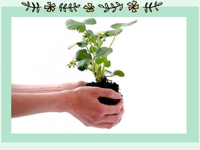 【初心者向け】お庭がなくても野菜ができる「プランター菜園」part3~植え付けと育成~