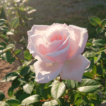 神戸市立須磨離宮公園 バラ園 180種4000株