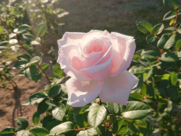 神戸市立須磨離宮公園 バラ園 180種4000株