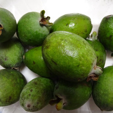 お初のフルーツ