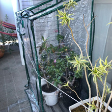 【ベランダガーデニング】冬にお勧め!ビニールハウス