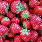 おうちで「いちご狩り」を楽しもう