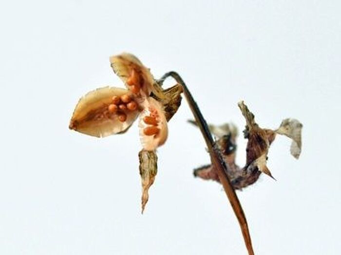 パンジー種の取り方