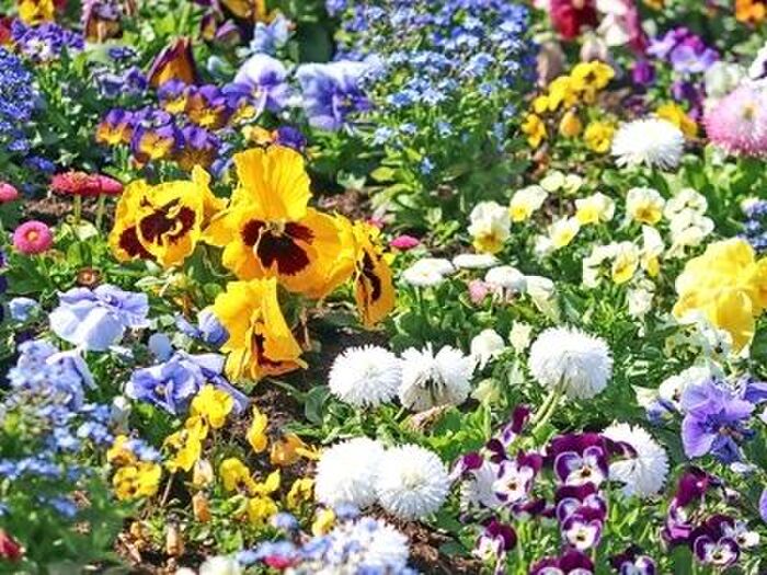 パンジーの育て方ポイント