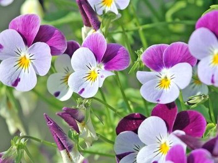 パンジーの季節