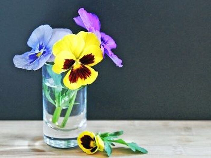 パンジーの切り戻し