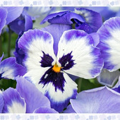 「パンジー(Pansy)」初心者でも育てやすい人気の花