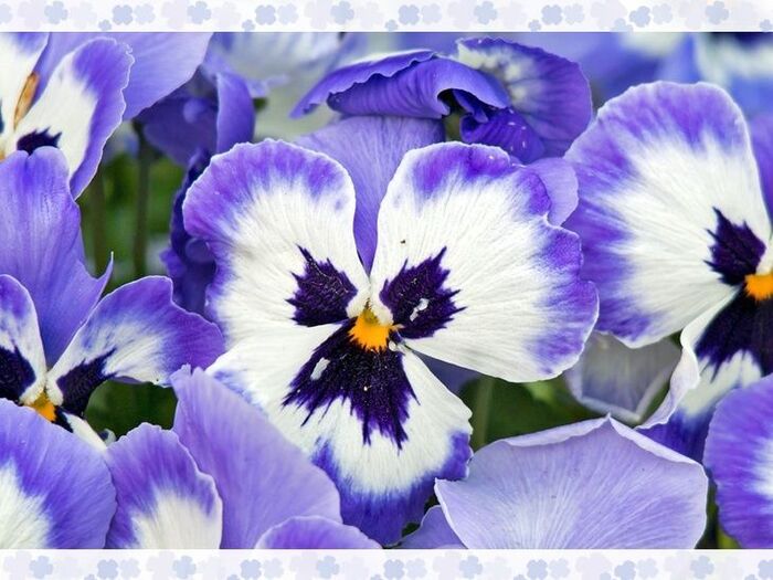 「パンジー(Pansy)」初心者でも育てやすい人気の花