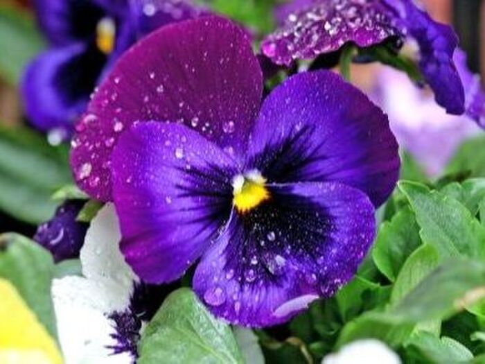 パンジーの花言葉