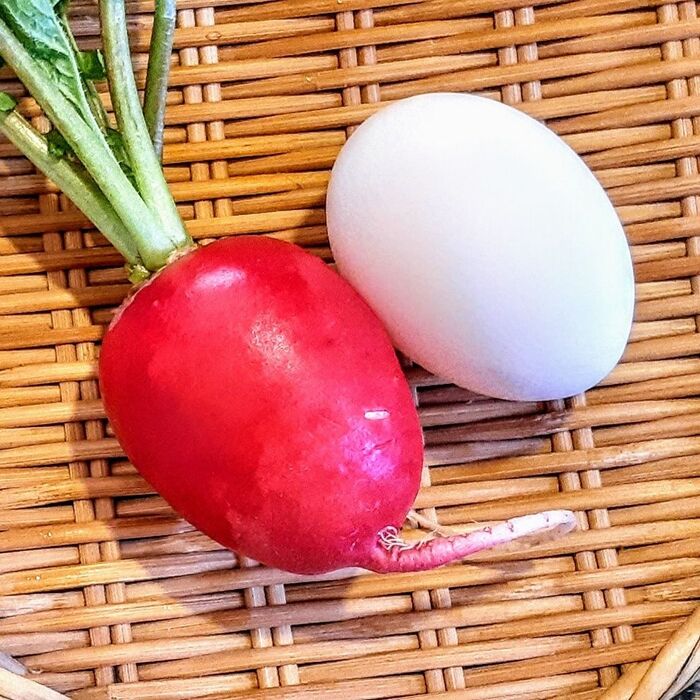 鶏卵Mサイズと同じ大きさの「ラディッシュ」を使って美しい美味しい野菜おかず3品~鮭のり弁が華やかに!