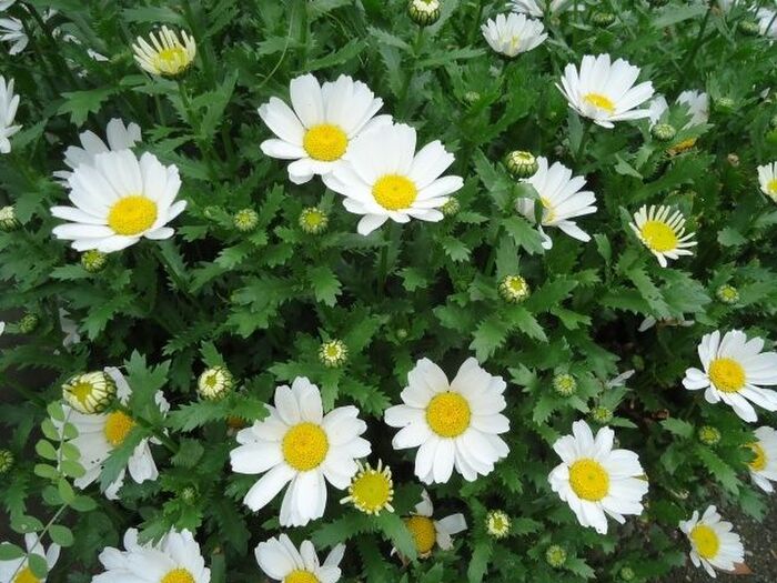 ノースポールとマーガレットの見分けかたは?