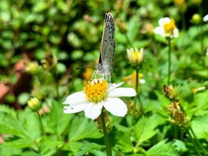 ノースポールの病気と害虫の予防