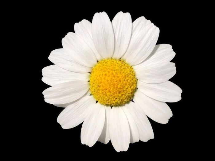 ノースポールの花言葉