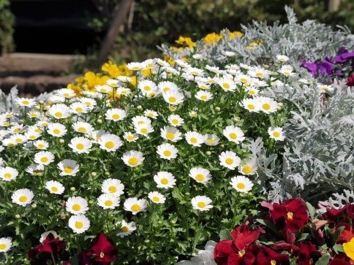 ノースポールの寄せ植えにおススメな花