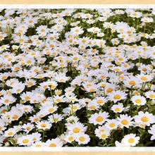 「ノースポール(Northpole)」乾燥や寒さに強く春まで楽しめる花