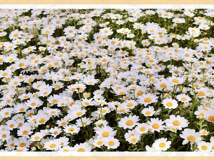 「ノースポール(Northpole)」乾燥や寒さに強く春まで楽しめる花