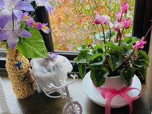 小さなシクラメンが鉢を変えたらなんとゴージャスに!